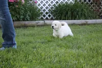Yeti, a male English Cream Golden Retriever for sale in Stockton, MO – 2 of 10