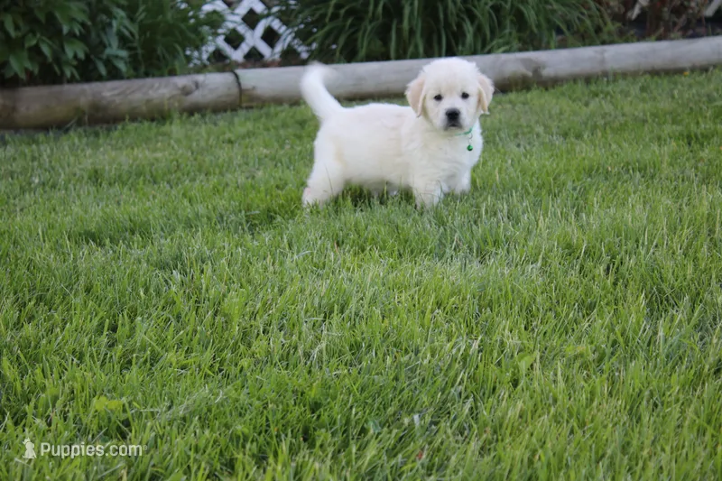 Yeti – English Cream Golden Retriever puppy for sale in Stockton, MO