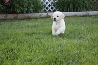 Yeti, a male English Cream Golden Retriever for sale in Stockton, MO – 5 of 10