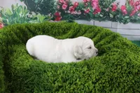 Yeti, a male English Cream Golden Retriever for sale in Stockton, MO – Photo 2 of 5