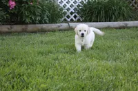 Yeti, a male English Cream Golden Retriever for sale in Stockton, MO – 3 of 10