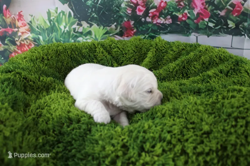 Yeti – English Cream Golden Retriever puppy for sale in Stockton, MO