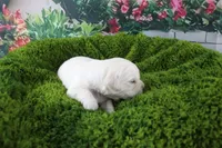 Yeti, a male English Cream Golden Retriever for sale in Stockton, MO – Photo 1 of 5