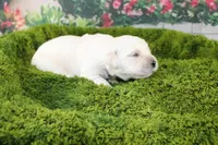 Yeti, a male English Cream Golden Retriever for sale in Stockton, MO – Photo 5 of 5