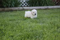 Yeti, a male English Cream Golden Retriever for sale in Stockton, MO – 4 of 10