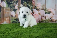 Yeti, a male English Cream Golden Retriever for sale in Stockton, MO – 8 of 10