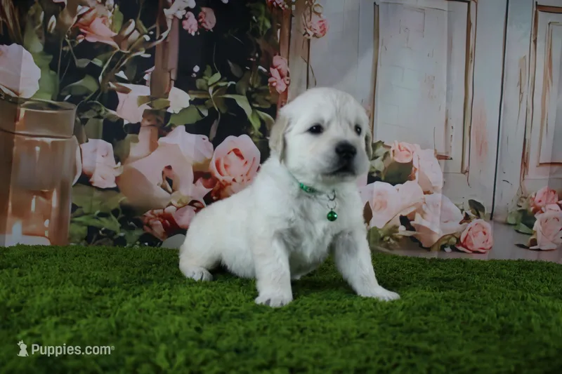 Yeti – English Cream Golden Retriever puppy for sale in Stockton, MO