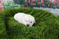 Yeti, a male English Cream Golden Retriever for sale in Stockton, MO – Photo 3 of 5