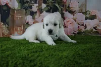 Yeti, a male English Cream Golden Retriever for sale in Stockton, MO – 7 of 10