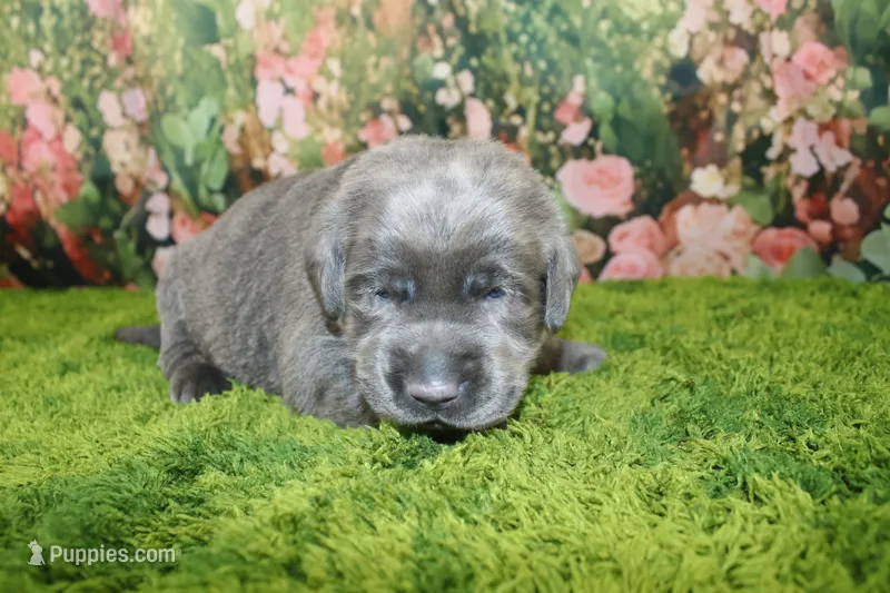 Wren – Labrador Retriever puppy for sale in Stockton, MO