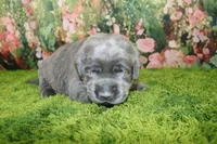 Wren, a female Labrador Retriever for sale in Stockton, MO – 1 of 4