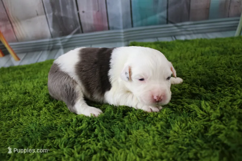 Irene – Miniature Australian Shepherd puppy for sale in Stockton, MO