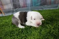 Irene, a female Miniature Australian Shepherd for sale in Stockton, MO – 1 of 6
