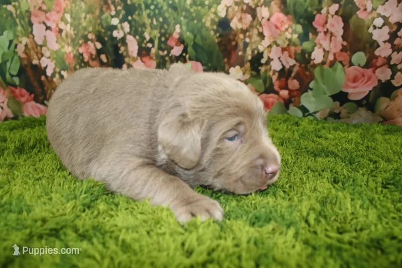 Steele – Labrador Retriever puppy for sale in Stockton, MO