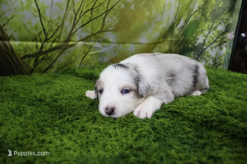 America – Miniature Australian Shepherd puppy for sale in Stockton, MO