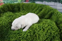 Marshmallow, a female English Cream Golden Retriever for sale in Stockton, MO – Photo 3 of 5