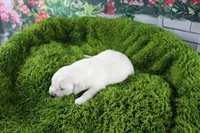 Marshmallow, a female English Cream Golden Retriever for sale in Stockton, MO – Photo 4 of 5