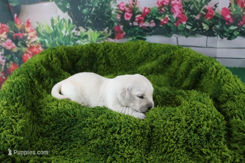 Marshmallow – English Cream Golden Retriever puppy for sale in Stockton, MO