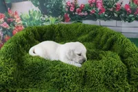 Marshmallow, a female English Cream Golden Retriever for sale in Stockton, MO – Photo 1 of 5