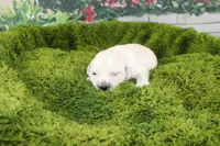 Marshmallow, a female English Cream Golden Retriever for sale in Stockton, MO – Photo 5 of 5