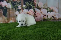 Marshmallow, a female English Cream Golden Retriever for sale in Stockton, MO – 4 of 10