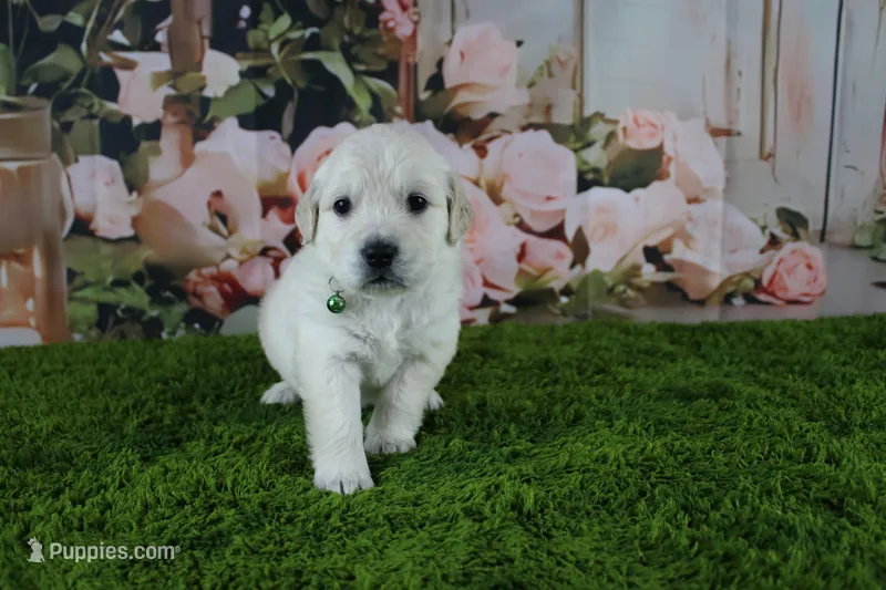 Marshmallow – English Cream Golden Retriever puppy for sale in Stockton, MO