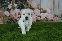 Marshmallow, a female English Cream Golden Retriever for sale in Stockton, MO – 1 of 10