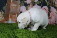 Marshmallow, a female English Cream Golden Retriever for sale in Stockton, MO – 2 of 10
