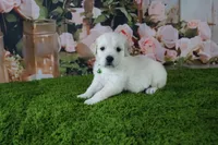 Marshmallow, a female English Cream Golden Retriever for sale in Stockton, MO – 3 of 10