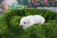 Marshmallow, a female English Cream Golden Retriever for sale in Stockton, MO – Photo 2 of 5