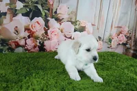 Marshmallow, a female English Cream Golden Retriever for sale in Stockton, MO – 5 of 10