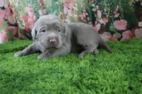 Steele, a male Labrador Retriever for sale in Stockton, MO – 4 of 4