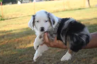 George, a male Miniature Australian Shepherd for sale in Stockton, MO – 4 of 10