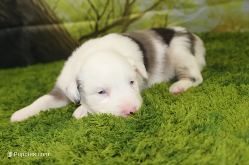 Boston – Miniature Australian Shepherd puppy for sale in Stockton, MO