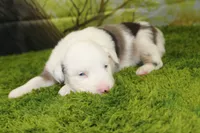 Boston, a male Miniature Australian Shepherd for sale in Stockton, MO – 1 of 9