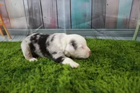 George, a male Miniature Australian Shepherd for sale in Stockton, MO – 6 of 6