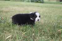 Jubilee, a female Miniature Australian Shepherd for sale in Stockton, MO – 4 of 10