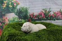 Casper, a male English Cream Golden Retriever for sale in Stockton, MO – Photo 2 of 4