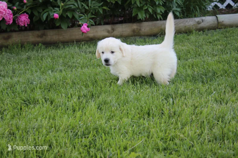 Casper – English Cream Golden Retriever puppy for sale in Stockton, MO