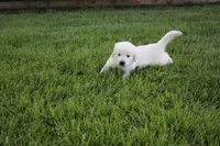 Casper, a male English Cream Golden Retriever for sale in Stockton, MO – 4 of 10