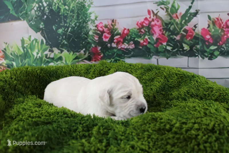 Casper – English Cream Golden Retriever puppy for sale in Stockton, MO