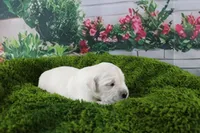 Casper, a male English Cream Golden Retriever for sale in Stockton, MO – Photo 1 of 4