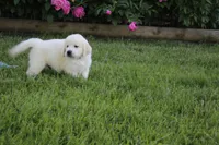 Casper, a male English Cream Golden Retriever for sale in Stockton, MO – 2 of 10