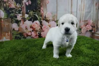 Casper, a male English Cream Golden Retriever for sale in Stockton, MO – 6 of 10