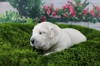 Casper, a male English Cream Golden Retriever for sale in Stockton, MO – Photo 3 of 4