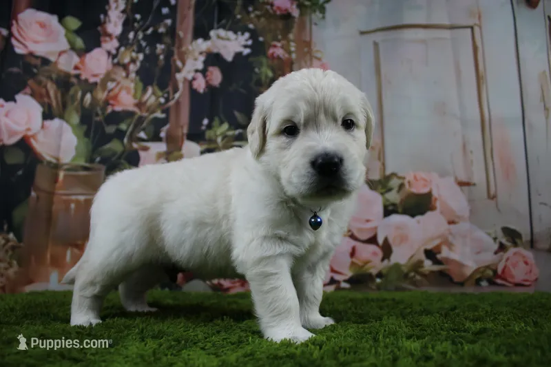 Casper – English Cream Golden Retriever puppy for sale in Stockton, MO