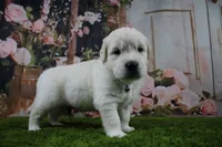 Casper, a male English Cream Golden Retriever for sale in Stockton, MO – 5 of 10