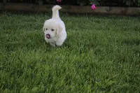 Casper, a male English Cream Golden Retriever for sale in Stockton, MO – 3 of 10