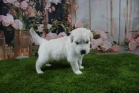 Casper, a male English Cream Golden Retriever for sale in Stockton, MO – 7 of 10
