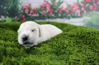 Casper, a male English Cream Golden Retriever for sale in Stockton, MO – Photo 4 of 4